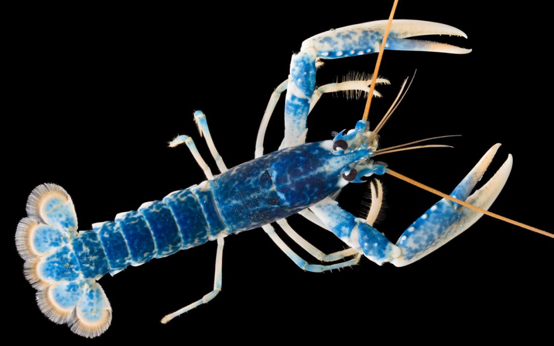 Let’s Talk Lobster – Charity Event