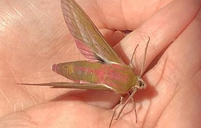 Free Workshop: Marvellous Moths!